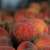 Saudi Retail Outlets Thrive with over 31,000 Tons of Locally Produced Peaches