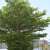 Terminalia Trees Enhance Jazan's Urban Landscape