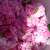 Madinah Rose: A Blooming Story of Nature, Culture, and Tradition