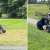 Bear Steals Golfer’s bag during round at Canadian Golf Course