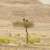 Royal Commission for AlUla, KAUST Launch Specialist Lappet-Faced Vulture Tracking Program