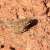 King Salman Royal Reserve Documents Rare Arabian Toad Behavior