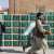 KSrelief Distributes 377 Food Baskets in Afghanistan
