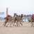AlUla Hosts Summer Camel Races