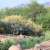 Madinah's Botanical Richness Supports Biodiversity and Sustainability