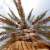 Abu Dhabi Heritage Authority launches new date palm varieties inventory