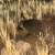Desert Hedgehog Sighted at Multiple Locations in Imam Turki bin Abdullah Royal Reserve