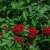Aromatic Plants Add Natural Beauty to Home Gardens in Najran