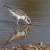 Greater Sand Plover Highlights Migratory Bird Diversity in Northern Borders Region
