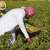 Al-Ahsa Okra Summer Crop Drives High Market Demand