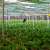 Tabuk Supplies 33 Million Flowers Annually to Saudi Markets