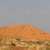 Native Grass Blankets Desert Dunes, Enhances Vegetation Cover