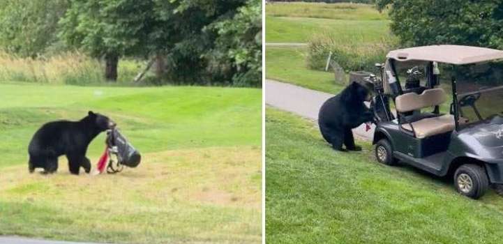 Bear Steals Golfer’s bag during round at Canadian Golf Course