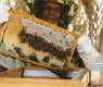 Saudi Reef Academy Implements Initiative to Develop Beekeeping Sector, Promote Sustainable Rural Development in Eastern Region