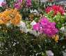 Bougainvillea Enhances Jazan’s Ecotourism Appeal and Urban Landscape