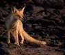 Red Fox Supports Ecological Balance at King Salman bin Abdulaziz Royal Reserve