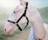 Rare Akhal-Teke Mare Aqzhan Emerges as Modern Cultural Icon in Kazakhstan