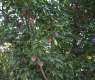 Tabuk’s 1.4 Million Almond Trees Anchor Rich Seasonal Fruit Harvest
