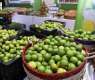 Saudi Reef Program Boosts Al-Hasawi Lime Production and Sustainability