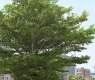 Terminalia Trees Enhance Jazan's Urban Landscape