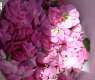 Madinah Rose: A Blooming Story of Nature, Culture, and Tradition