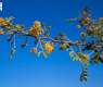 Acacia nilotica Blossom Season in Najran Supports Environment, Beekeepers