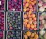 Taif's Fruit Season Boosts Agritourism