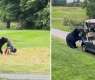 Bear Steals Golfer’s bag during round at Canadian Golf Course