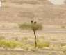 Royal Commission for AlUla, KAUST Launch Specialist Lappet-Faced Vulture Tracking Program