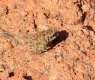 King Salman Royal Reserve Documents Rare Arabian Toad Behavior