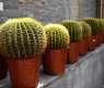 Beyond Aesthetics: Experts Highlight Major Health, Environmental Benefits of Indoor Plants