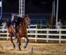 Taif Horse Stables Offer Visitors Authentic Equestrian Experience