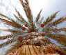 Abu Dhabi Heritage Authority launches new date palm varieties inventory