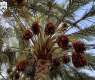 Al-Kharj Date Production Reaches 90,400 Tons, Valued at SAR723 Million