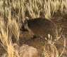 Desert Hedgehog Sighted at Multiple Locations in Imam Turki bin Abdullah Royal Reserve