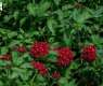 Aromatic Plants Add Natural Beauty to Home Gardens in Najran