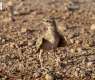 Crested Lark: Desert Bird Reflects Wildlife Diversity in Northern Borders