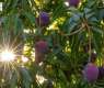 Saudi Reef Boosts Fruit Production to 367,000 Tons, Drives Rural Growth
