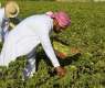 Al-Ahsa Okra Summer Crop Drives High Market Demand