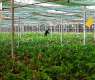 Tabuk Supplies 33 Million Flowers Annually to Saudi Markets