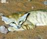 Imam Turki Royal Reserve Provides Safe Haven for Sand Cat Population