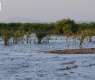 Rabigh's Mangrove Forests: Natural Asset Protecting Coastlines and Investing in Future of Blue Carbon