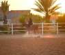 Equestrian Sport Gains Momentum Among Girls in Tabuk Region