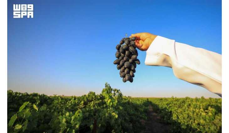 Grapes Boost Qassim's Agricultural Profile with Annual Production Exceeding 30,000 Tons