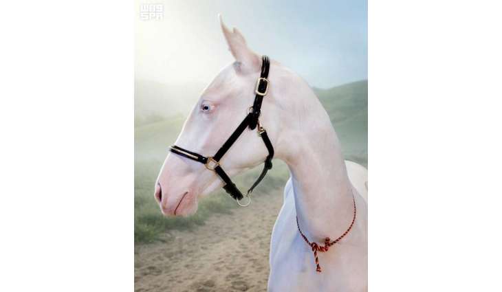 Rare Akhal-Teke Mare Aqzhan Emerges as Modern Cultural Icon in Kazakhstan