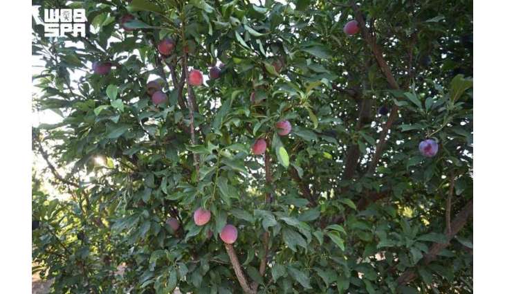 Tabuk’s 1.4 Million Almond Trees Anchor Rich Seasonal Fruit Harvest