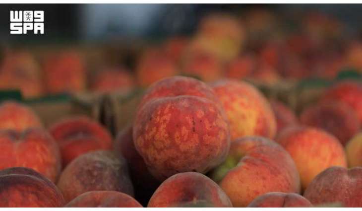 Saudi Retail Outlets Thrive with over 31,000 Tons of Locally Produced Peaches