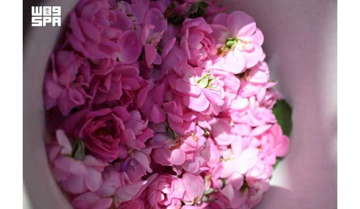 Madinah Rose: A Blooming Story of Nature, Culture, and Tradition