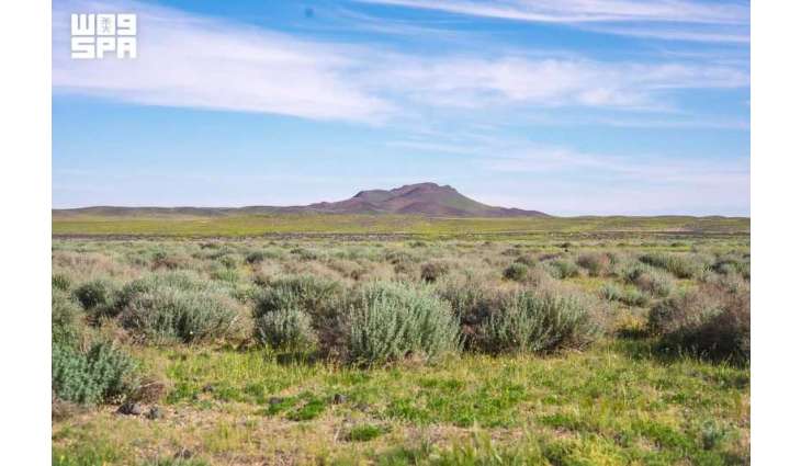 King Salman Royal Reserve Restores Ecosystems, Protects Perennial Vegetation