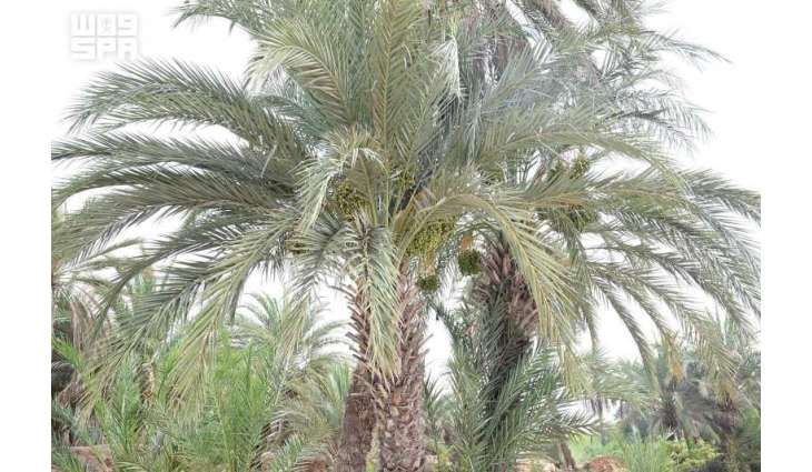 Farasan Islands Kick Off Annual Date Harvest Season Across Main Villages